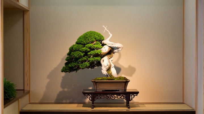 Бонсай — искусство миниатюрных деревьев