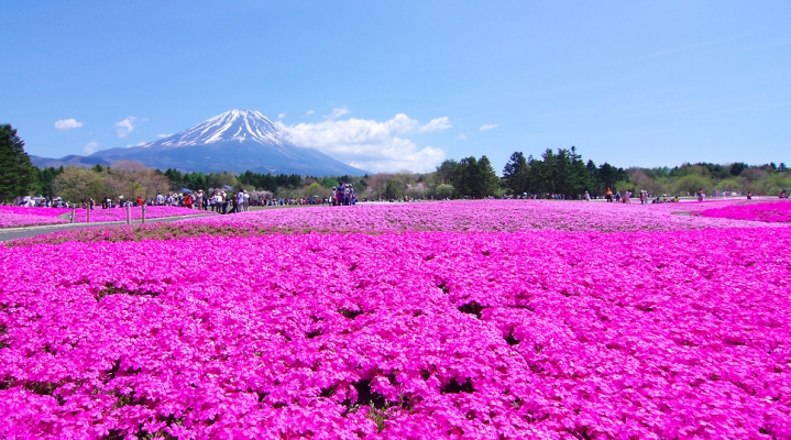 Групповой тур «Цветочный Токио» на 10 дней
