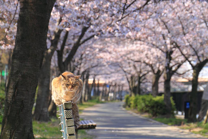 сакура фото котики Япония