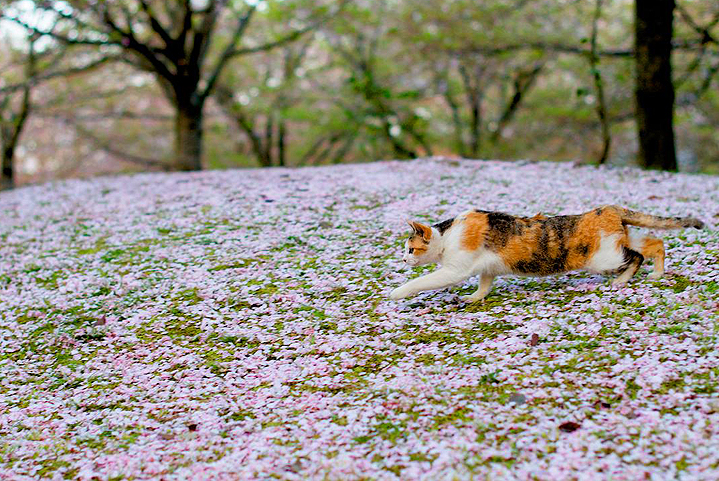 сакура фото котики Япония