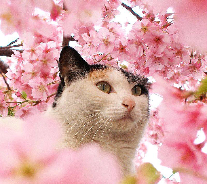 сакура фото котики Япония