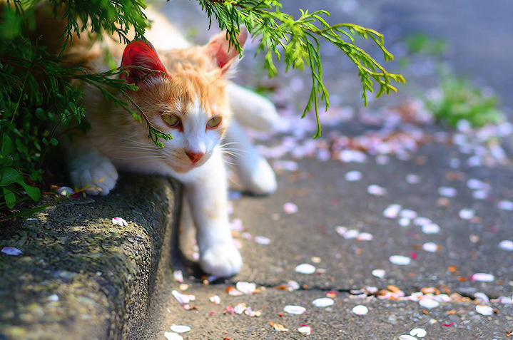сакура фото котики Япония