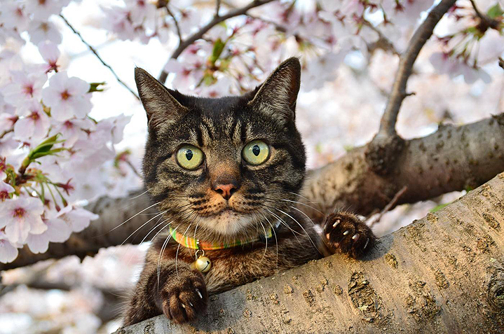 сакура фото котики Япония