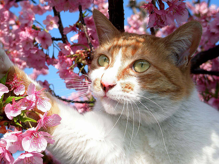 сакура фото котики Япония