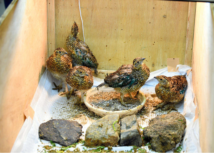 Птенцы куропаток в зоопарке Уэно