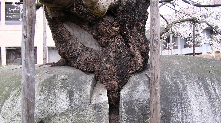 Расколовшая камень сакура (Исиваридзакура)