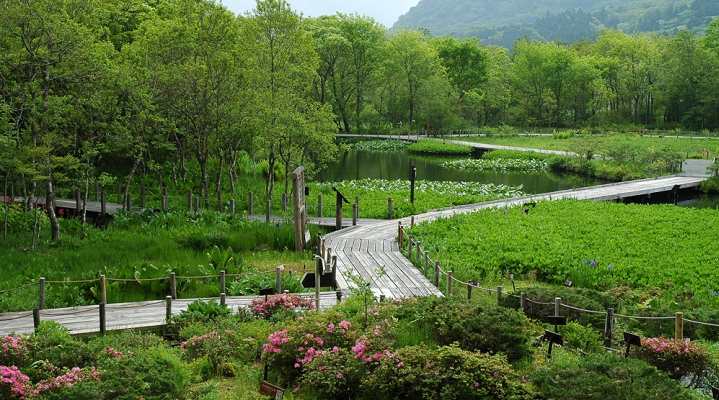 Ботанический сад Хаконе