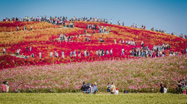 Осенний фестиваль цветов в приморском парке Хитати (English)