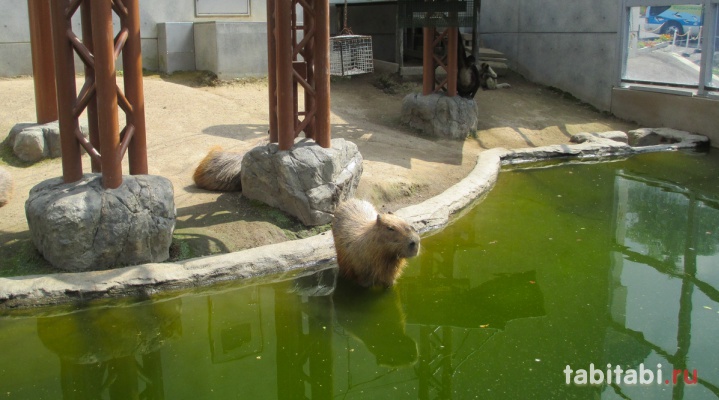 Зоопарк Асахияма