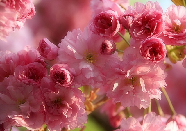 Прогноз цветения сакуры на 2018 год