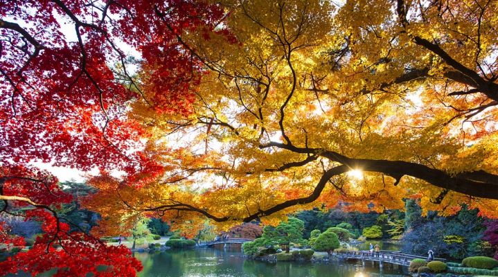 Эконом-тур «Осень в Токио»