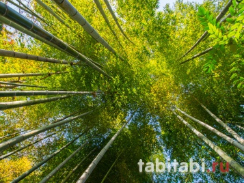 Бамбуковый лес в Японии