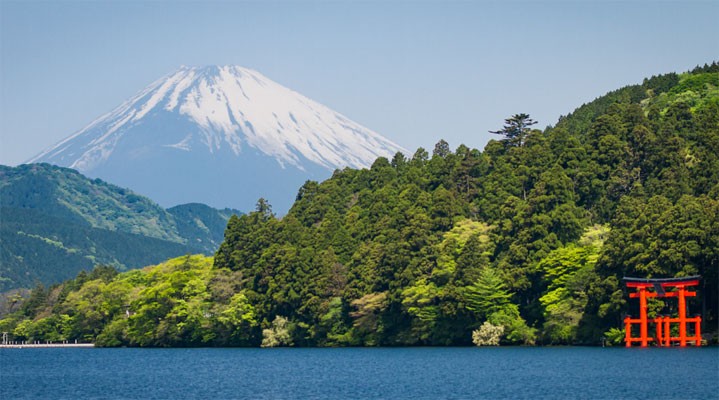 Сакура для тебя! 