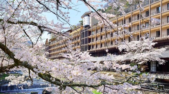 Сакура для тебя! 