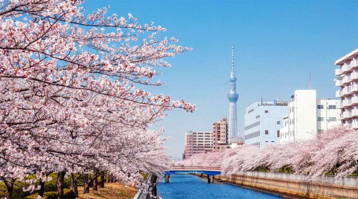 Эконом-тур на сакуру  2026 в мини-группе