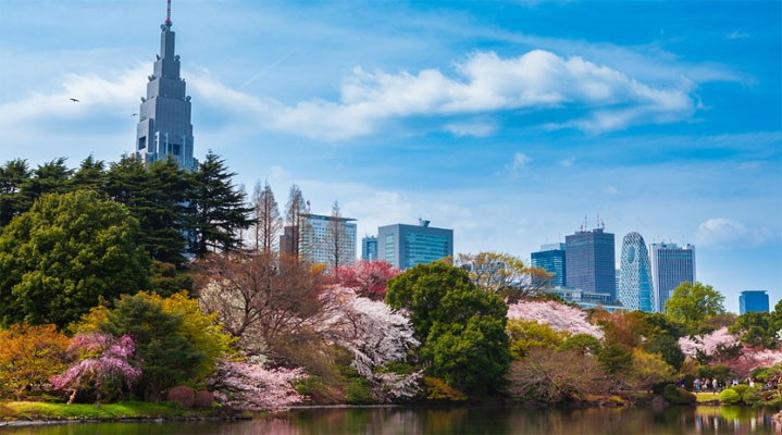 Эконом-тур на сакуру  2026 в мини-группе