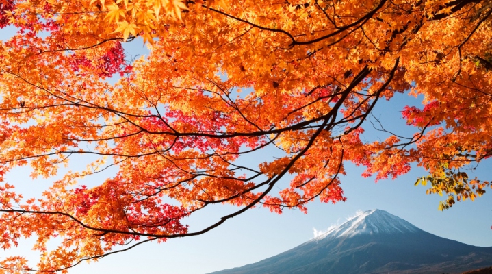 Любование кленами Токио-Никко-Хаконе