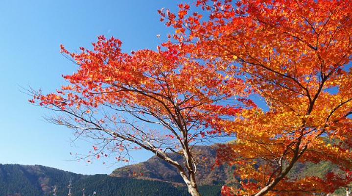 Любование кленами Токио-Никко-Хаконе