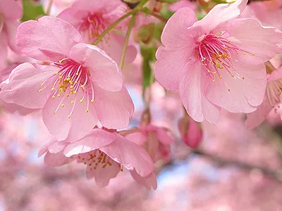 Лучшие места для любования сакурой