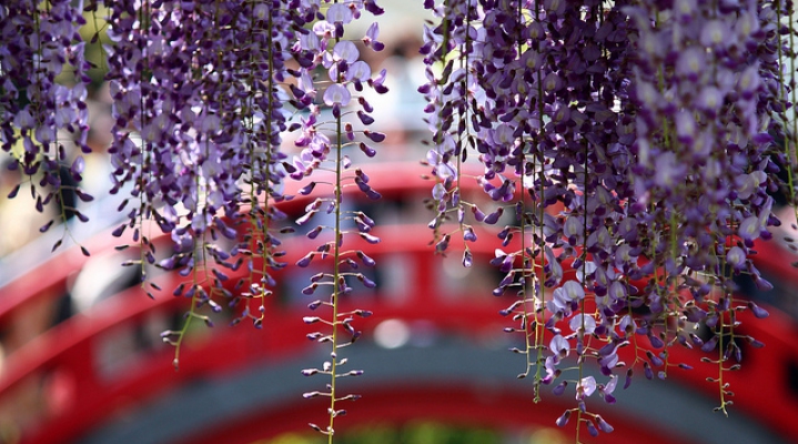 Групповой тур «Цветочный Токио» на 10 дней