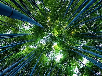 Чаепитие в японской сказке