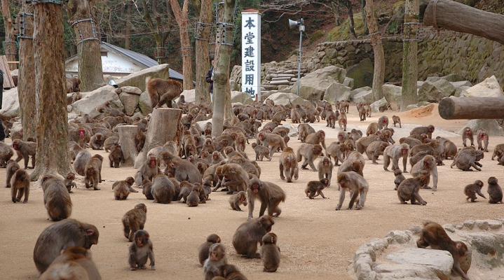 Зоопарк Такасакияма