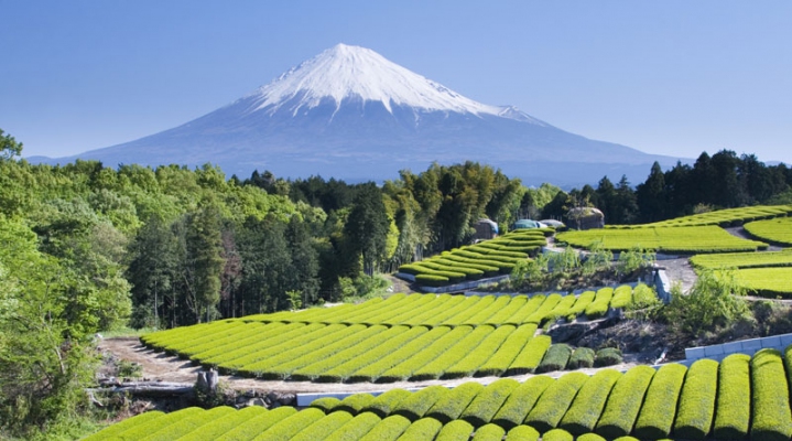Гора Фудзи, чайные плантации, суси и музей укиё-э (English)