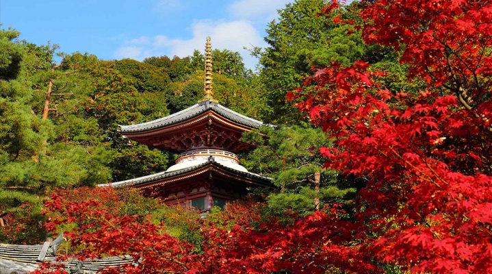 Осенний тур «Токио + релакс на горячих источниках»