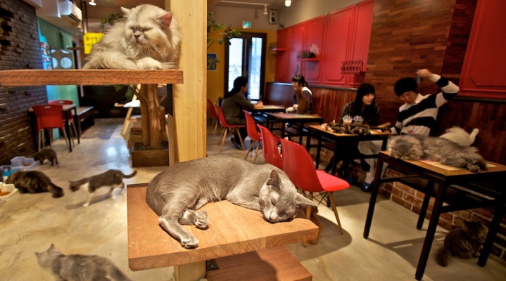 Пэт-кафе в Японии 