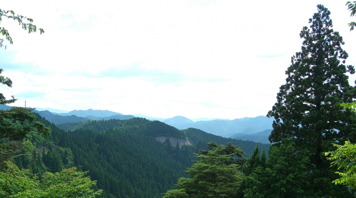 Отправление из Осаки: пеший тур по горе Коя с англоговорящим гидом