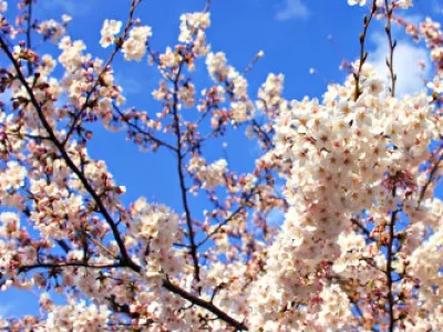 Парк Сумида — лучшее место для ханами