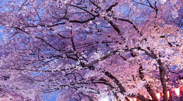 Токийская весна: любование сакурой + вечерний круиз по реке Сумида (English)