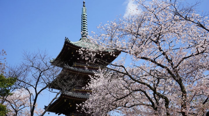 Токийская весна: любование сакурой + вечерний круиз по реке Сумида (English)