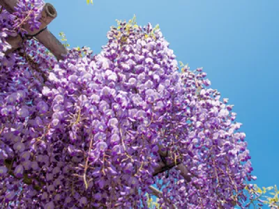 Фудзи-мацури: неземная красота японской земли