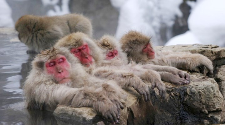 Парк снежных обезьян в Нагано (English)