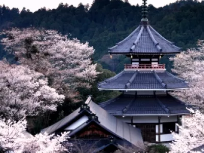 Гора Ёсино — одно из лучших мест для любования цветущей сакурой