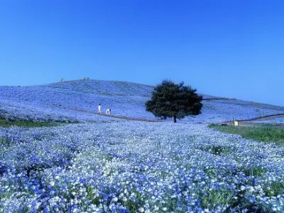 Пять лучших цветочных фестивалей Японии