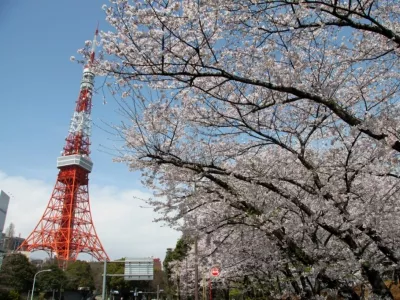 Впечатления от ханами после жизни в Японии