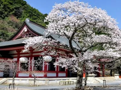 Сезон ханами в Киото