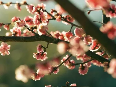 Умэ мацури в Киото: сезон цветения сливы