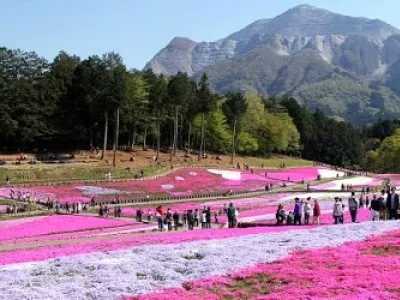 Парки и цветочные фестивали северного Канто
