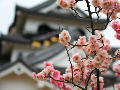 Весна в Японии