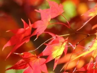 Что такое «Серебряная неделя» в Японии?