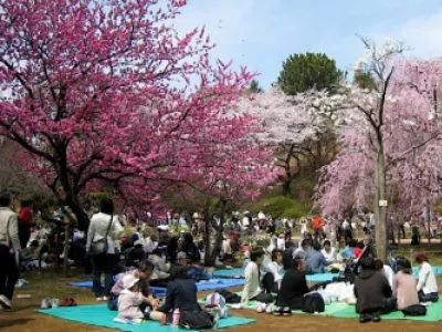 Цветение сакуры – волшебство японской весны