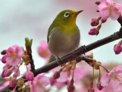 Ханами – важная японская традиция