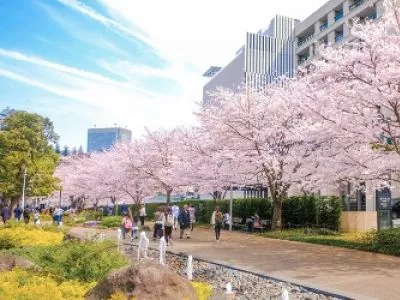 Сакура в бетонных джунглях 