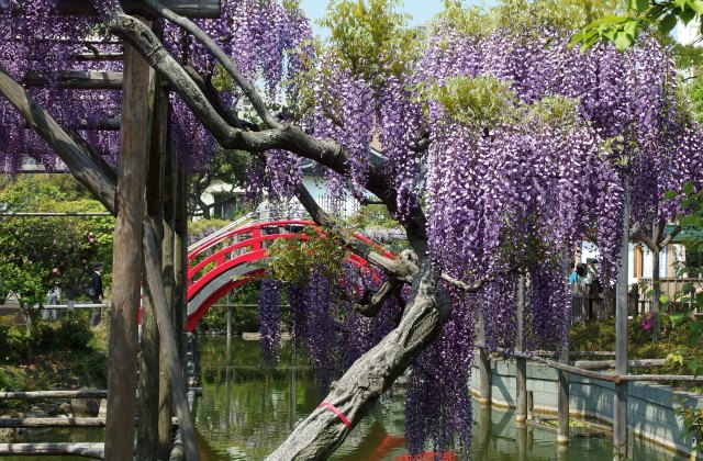 Глициния цветет в Камэйдо Тэндзин