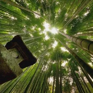 Храм Хококу-дзи и его знаменитая бамбуковая роща