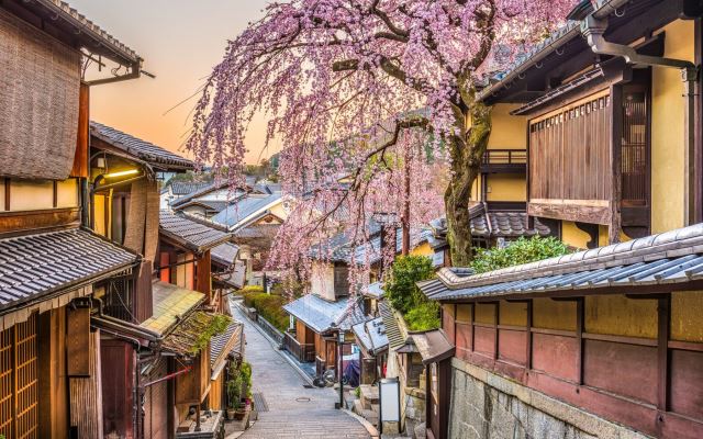 сакура цветет в Киото