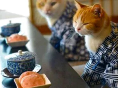 Удивительное японское кафе, где можно «усыновить» котика